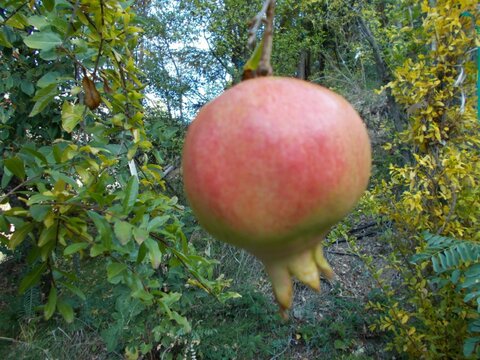 images/stories/virtuemart/product/Ambrosia Pomegranate (Custom)